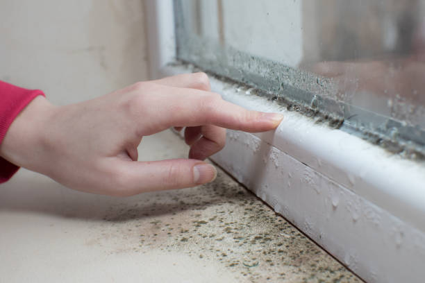 Best Biohazard Mold Removal  in Green Bay, WI